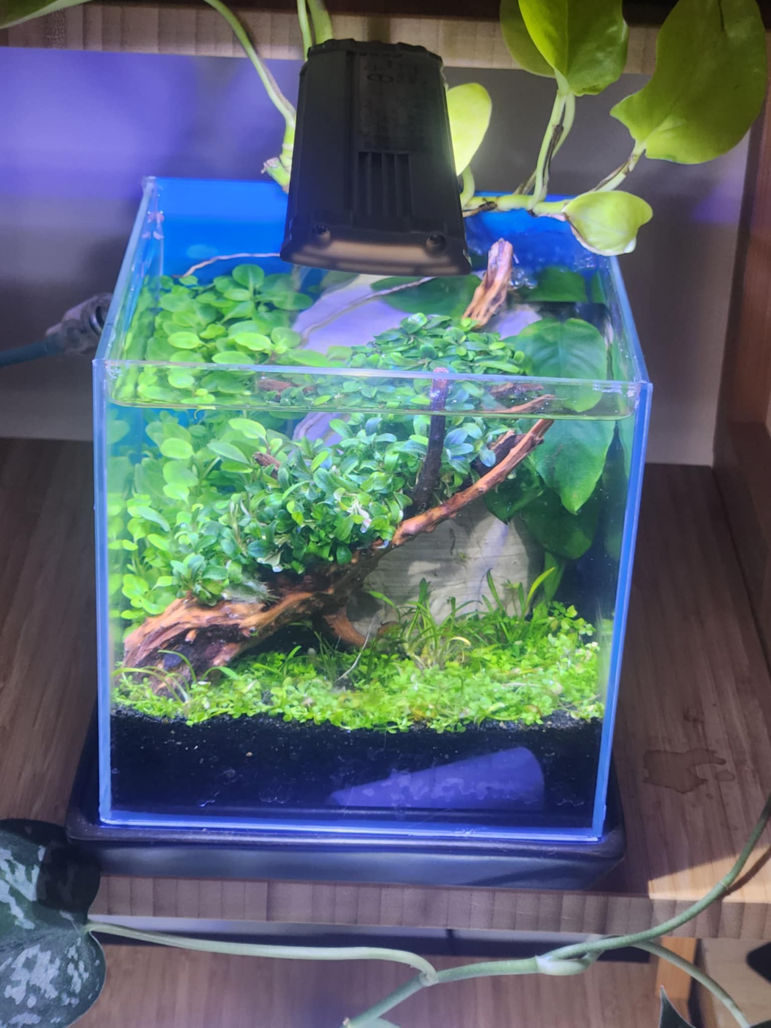 Water Garden
