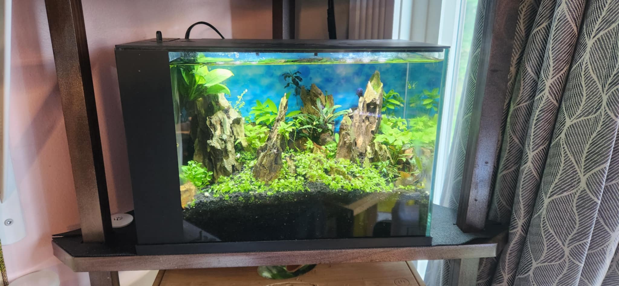 Underwater Garden