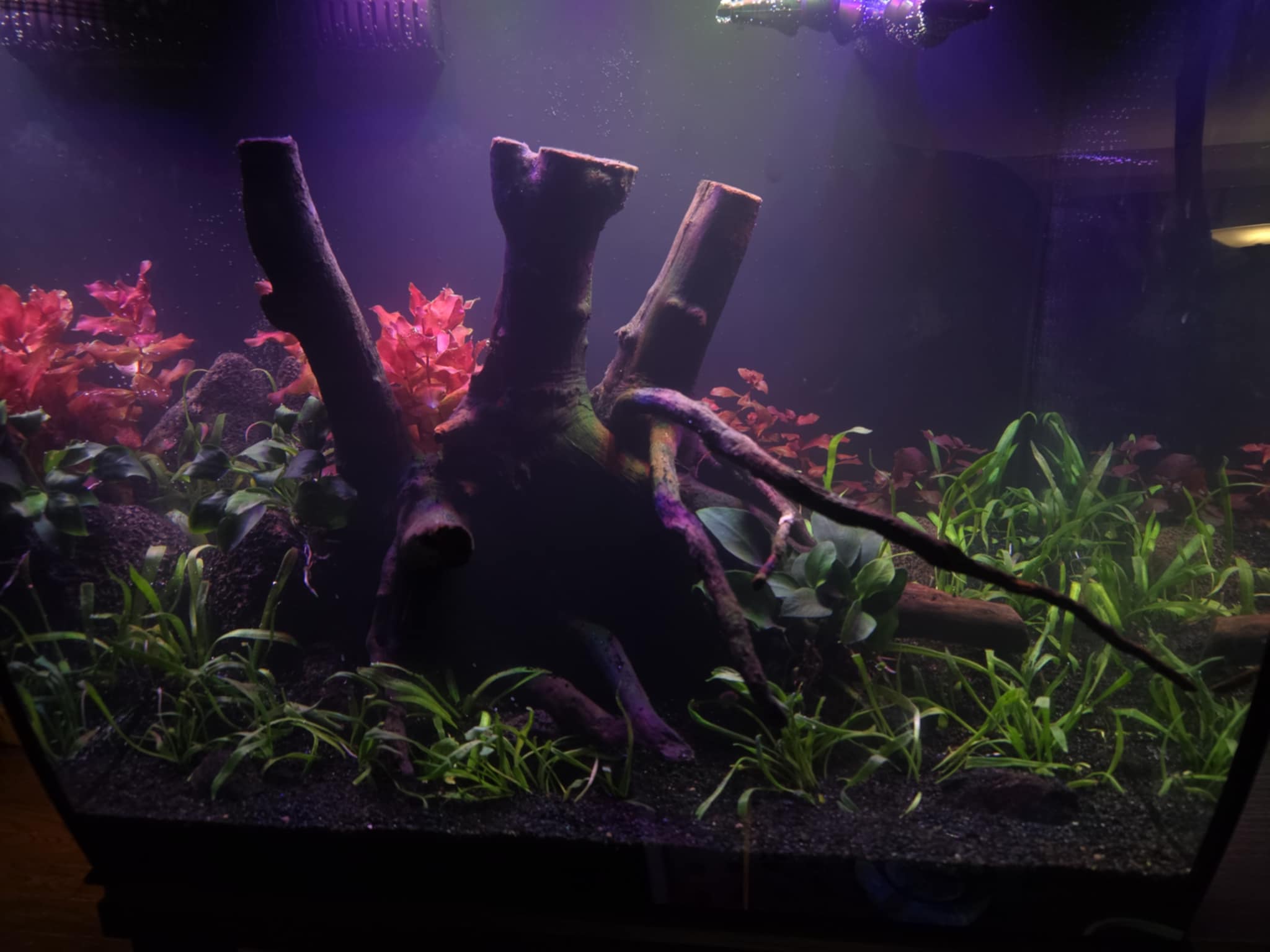 Aquatic Elegance