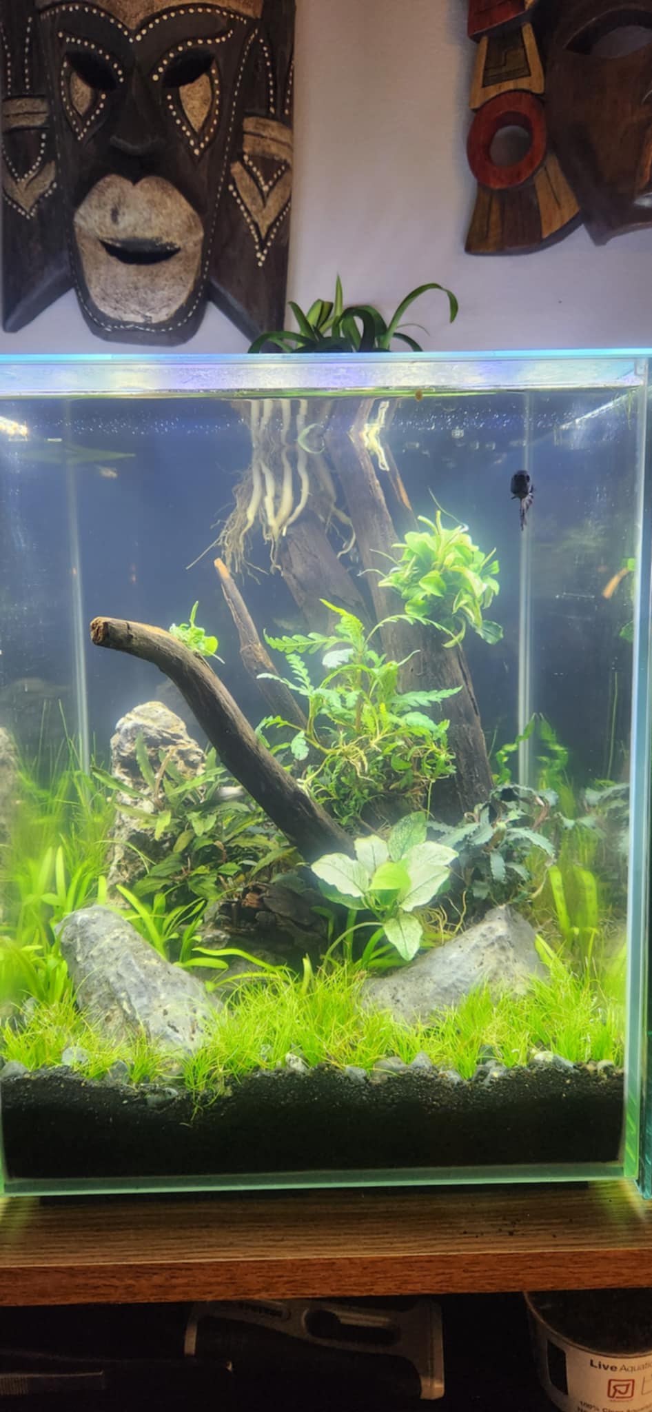 Nature's Harmony