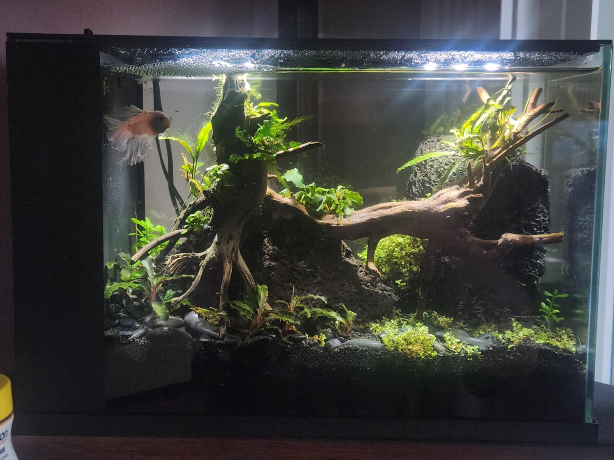 Aquatic Oasis