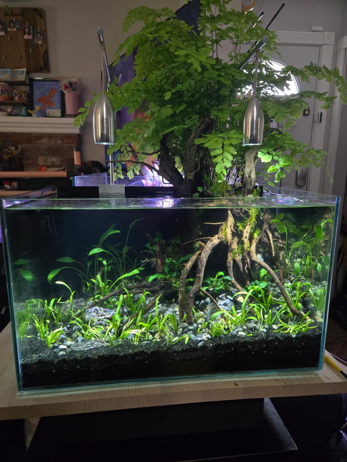 Ancient Bonsai