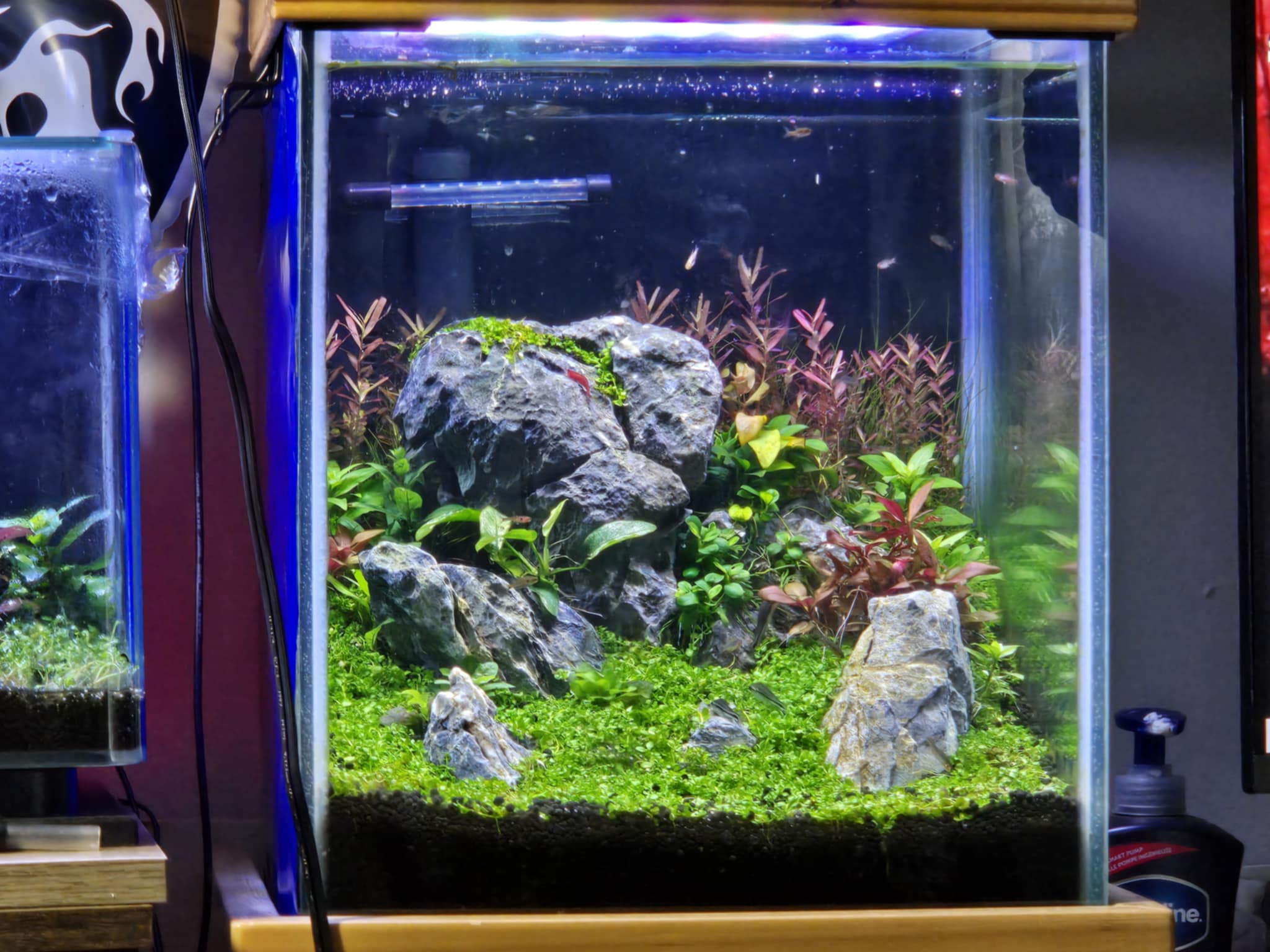 Aquatic Wonderland